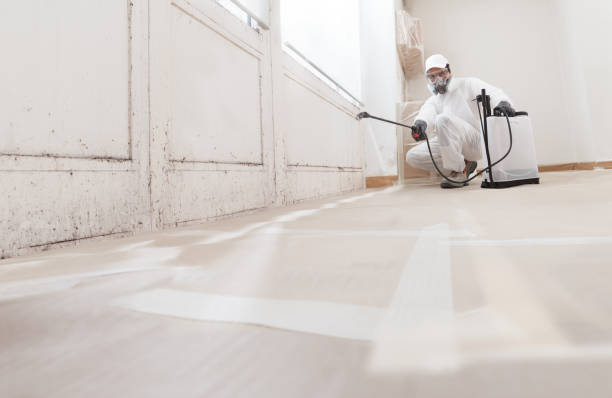 Trusted Attic Mold Removal service in Auburndale, MA - WQB Mold Removal